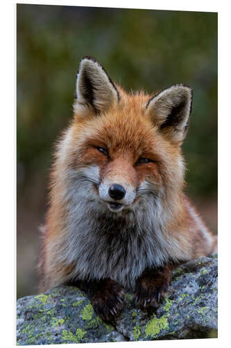 Hartschaumbild Freundlicher Fuchs
