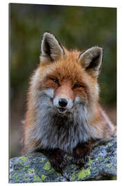 Gallery Print Freundlicher Fuchs