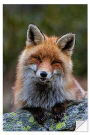 Sticker mural Friendly Fox
