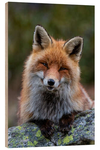 Wood print Friendly Fox