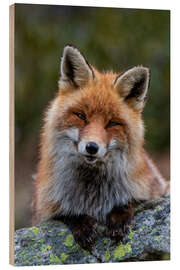 Wood print Friendly Fox