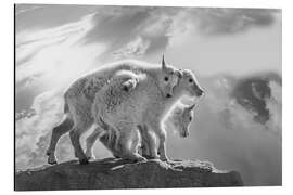 Cuadro de aluminio Mountain goats in the Rocky Mountains - Jaynes Gallery