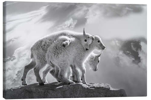 Tableau sur toile Mountain goats in the Rocky Mountains