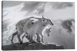 Tableau sur toile Mountain goats in the Rocky Mountains - Jaynes Gallery