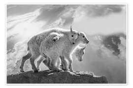Reprodução Mountain goats in the Rocky Mountains - Jaynes Gallery