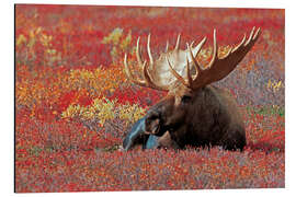 Cuadro de aluminio Bull Moose, Denali National Park, Alaska - Jones &amp; Shimlock