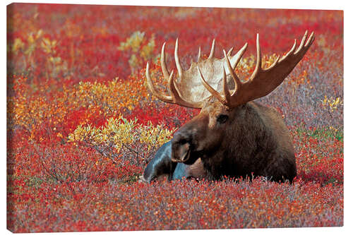 Canvas print Bull Moose, Denali National Park, Alaska