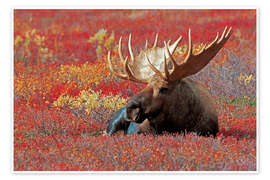 Wall print Bull Moose, Denali National Park, Alaska - Jones &amp; Shimlock