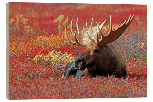 Holzbild Elchbulle, Denali National Park, Alaska