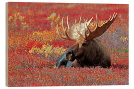 Holzbild Elchbulle, Denali National Park, Alaska - Jones &amp; Shimlock