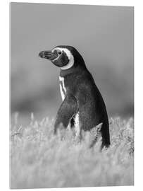 Acrylglasbild Magellanpinguin - Jones &amp; Shimlock