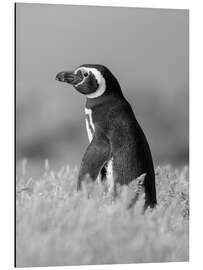 Cuadro de aluminio Magellanic Penguin - Jones &amp; Shimlock