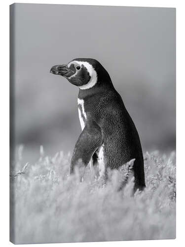 Canvas print Magellanic Penguin