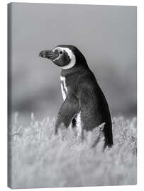 Canvas print Magellanic Penguin - Jones &amp; Shimlock