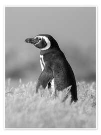 Wall print Magellanic Penguin - Jones &amp; Shimlock