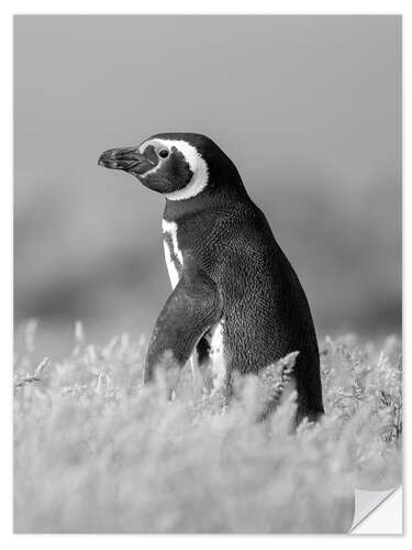 Autocolante decorativo Magellanic Penguin