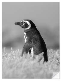Autocolante decorativo Magellanic Penguin - Jones &amp; Shimlock