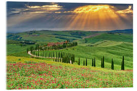 Akrylglastavla Crete Senesi cypress road, Asciano, Tuscany - Jones &amp; Shimlock