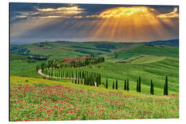 Aluminium print Crete Senesi cypress road, Asciano, Tuscany - Jones &amp; Shimlock