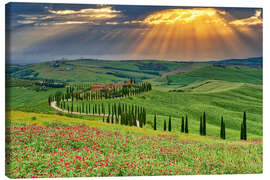 Quadro em tela Crete Senesi cypress road, Asciano, Tuscany - Jones &amp; Shimlock