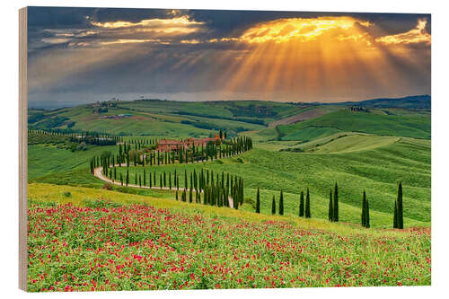 Trätavla Crete Senesi cypress road, Asciano, Tuscany
