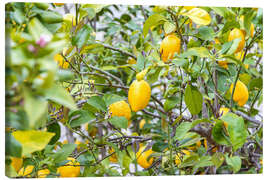Lienzo Lemons growing on a tree, Portugal, Monsanto - Jones &amp; Shimlock