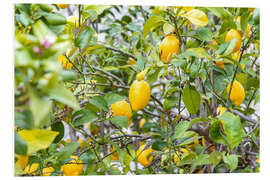 Foam board print Lemons growing on a tree, Portugal, Monsanto - Jones &amp; Shimlock