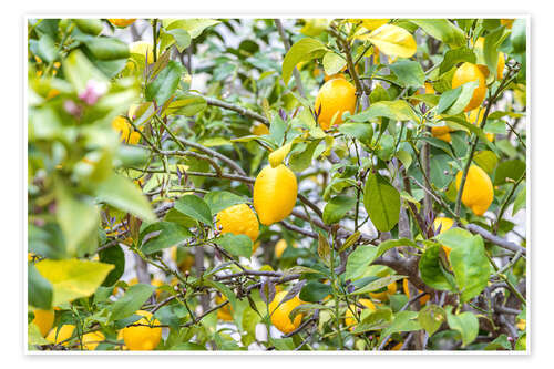 Poster Lemons growing on a tree, Portugal, Monsanto