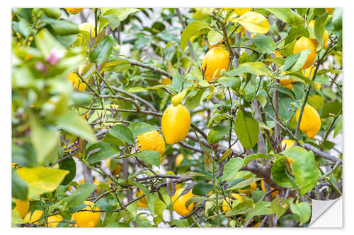 Vinilo para la pared Lemons growing on a tree, Portugal, Monsanto