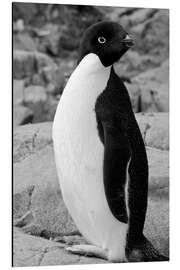 Stampa su alluminio Adelie penguin Petermann, Antarctica, Petermann Island