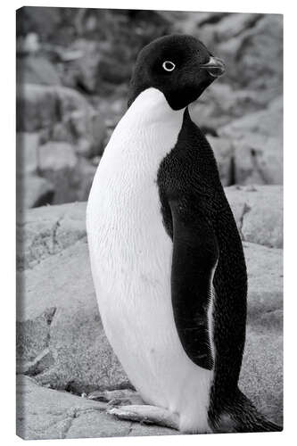 Stampa su tela Adelie penguin Petermann, Antarctica, Petermann Island