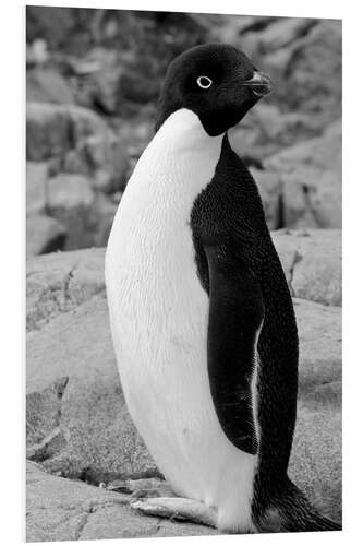 Tableau en PVC Adelie penguin Petermann, Antarctica, Petermann Island