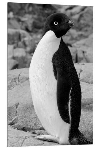 Galleriataulu Adelie penguin Petermann, Antarctica, Petermann Island