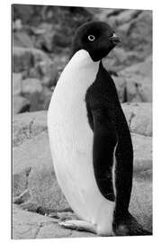 Cuadro de plexi-alu Adelie penguin Petermann, Antarctica, Petermann Island