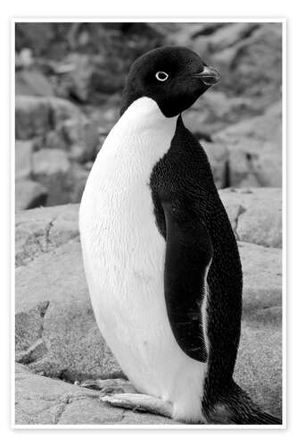 Poster Adelie penguin Petermann, Antarctica, Petermann Island