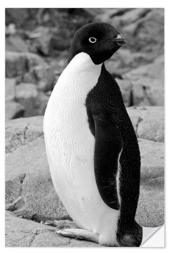 Självhäftande poster Adelie penguin Petermann, Antarctica, Petermann Island