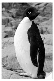 Självhäftande poster Adelie penguin Petermann, Antarctica, Petermann Island