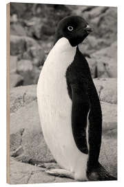 Print på træ Adelie penguin Petermann, Antarctica, Petermann Island