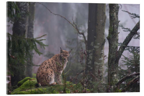 Acrylglas print A European lynx, Bayerischer Wald, Bavaria