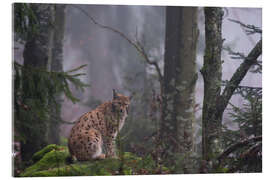 Acrylglas print A European lynx, Bayerischer Wald, Bavaria - Jones &amp; Shimlock