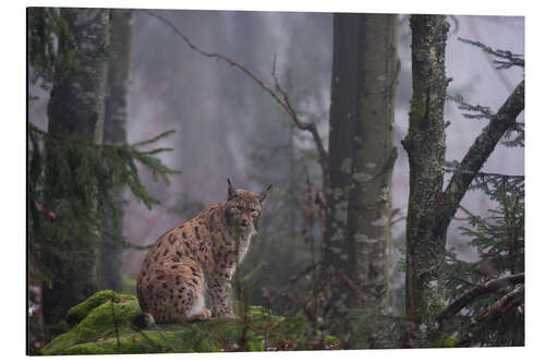 Aluminiumtavla A European lynx, Bayerischer Wald, Bavaria