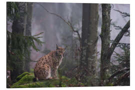 Aluminiumtavla A European lynx, Bayerischer Wald, Bavaria - Jones &amp; Shimlock