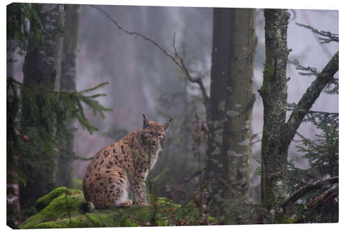 Lienzo A European lynx, Bayerischer Wald, Bavaria