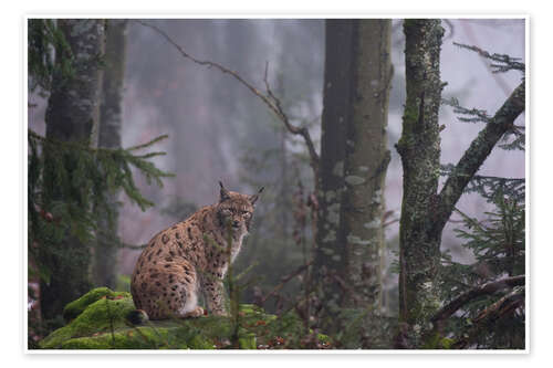 Poster A European lynx, Bayerischer Wald, Bavaria