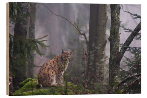 Wood print A European lynx, Bayerischer Wald, Bavaria