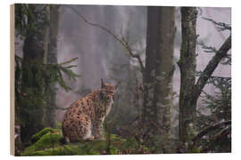 Wood print A European lynx, Bayerischer Wald, Bavaria - Jones &amp; Shimlock