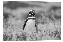 Obraz na aluminium Magellanic Penguin, Falkland Islands - Jones &amp; Shimlock