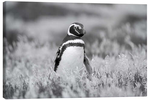 Canvas print Magellanic Penguin, Falkland Islands