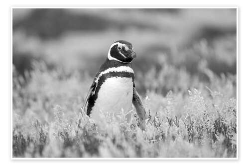 Poster Magellanpinguin, Falklandinseln