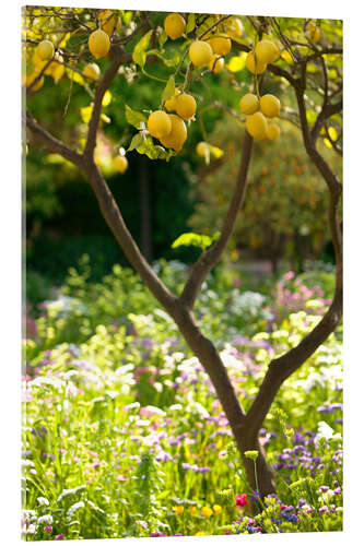 Stampa su vetro acrilico Albero di limone, Taormina, Sicilia